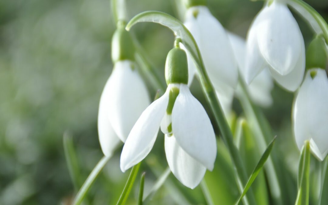 Close-up van sneeuwklokjes met hun hangende witte bloem in het gras.
